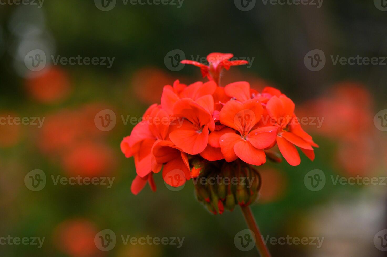 Vibrant red geranium blossoms captured in a lush garden during late afternoon sunlight enhancing their natural beauty photo