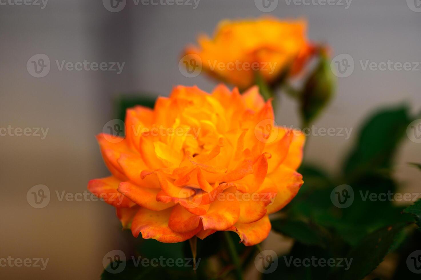 Bright yellow roses in full bloom with soft natural light and blurred background. Symbol of friendship, joy, and warmth. photo