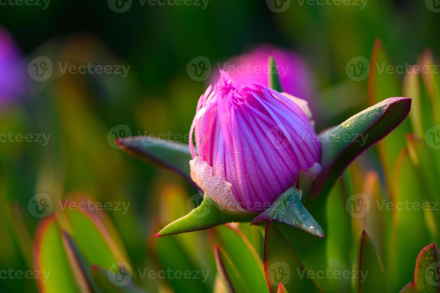 Colorful bloom emerges at dawn, showcasing nature's artistry in a serene garden setting photo