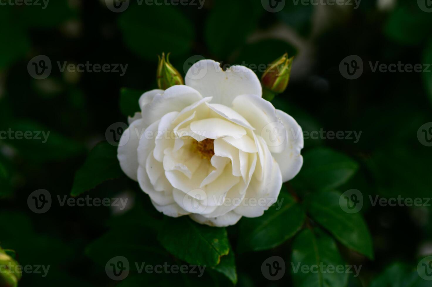 Elegant white rose in closeup with soft natural light and gentle bokeh. Perfect for romantic, wedding, or botanical themes. photo