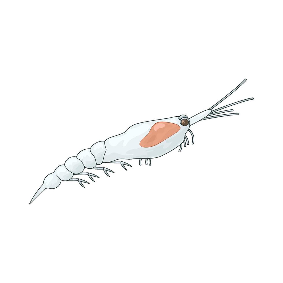 sea shrimp illustration vector