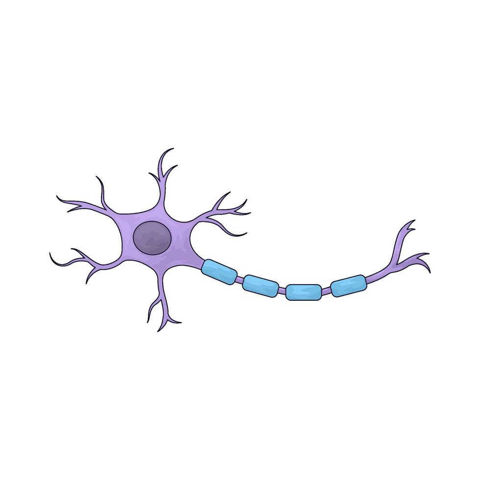 sensory neuron illustration vector