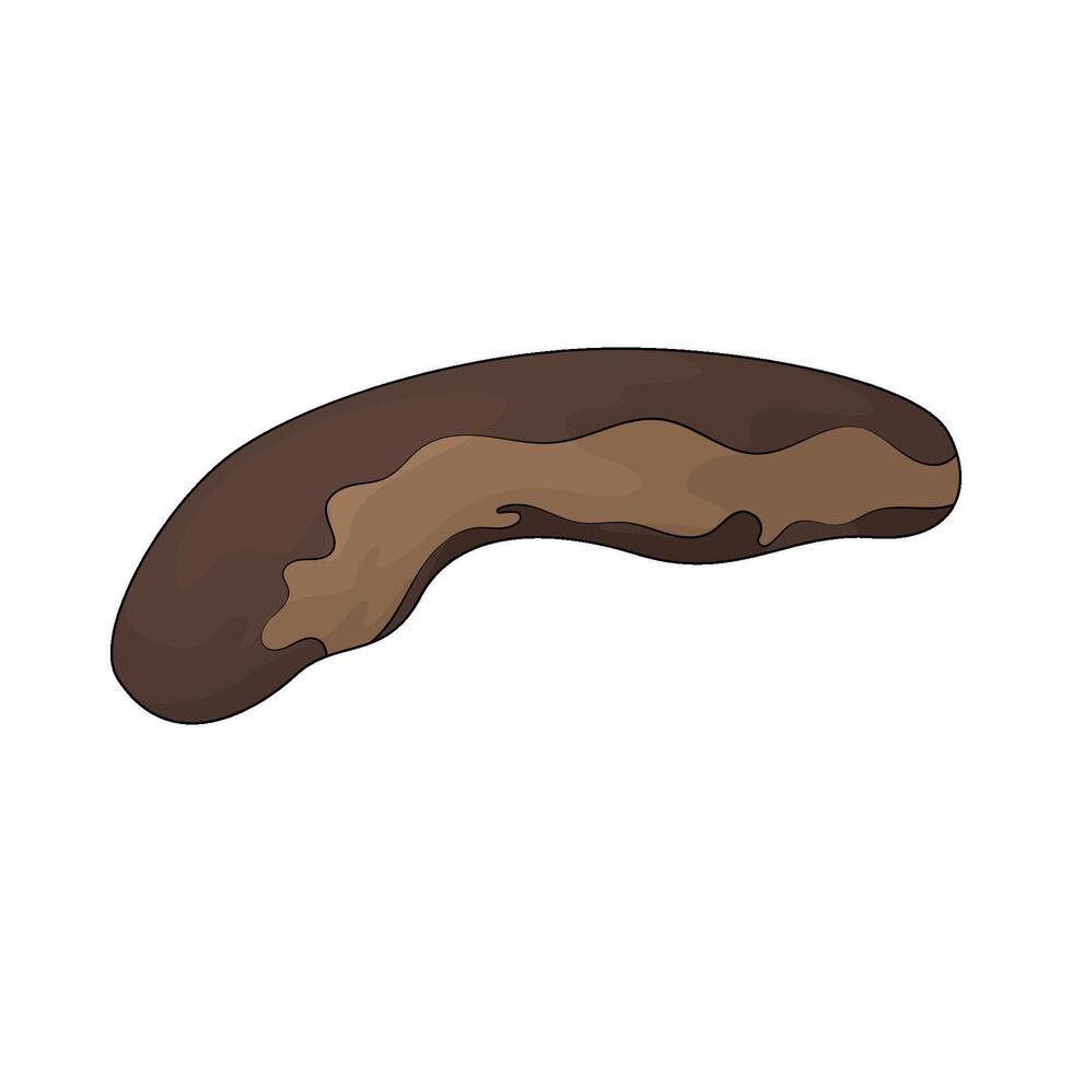 sea cucumber illustration vector
