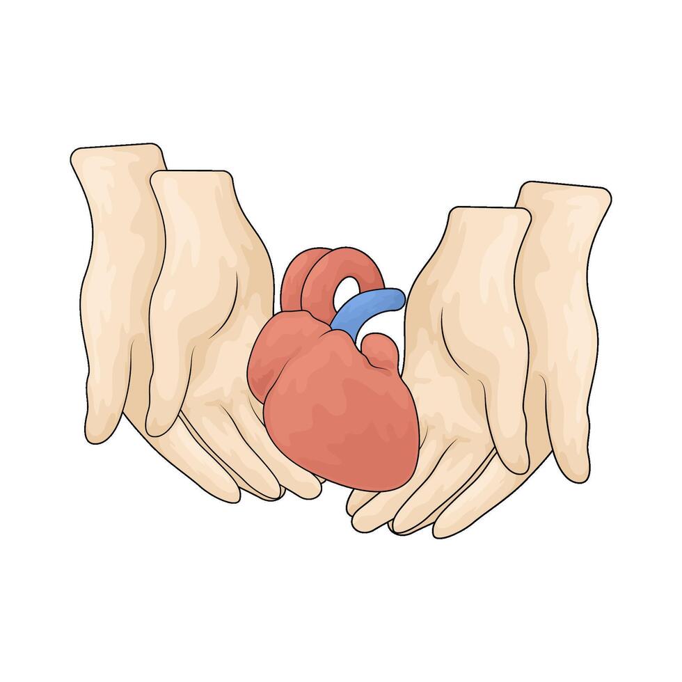 Human heart anatomy vector