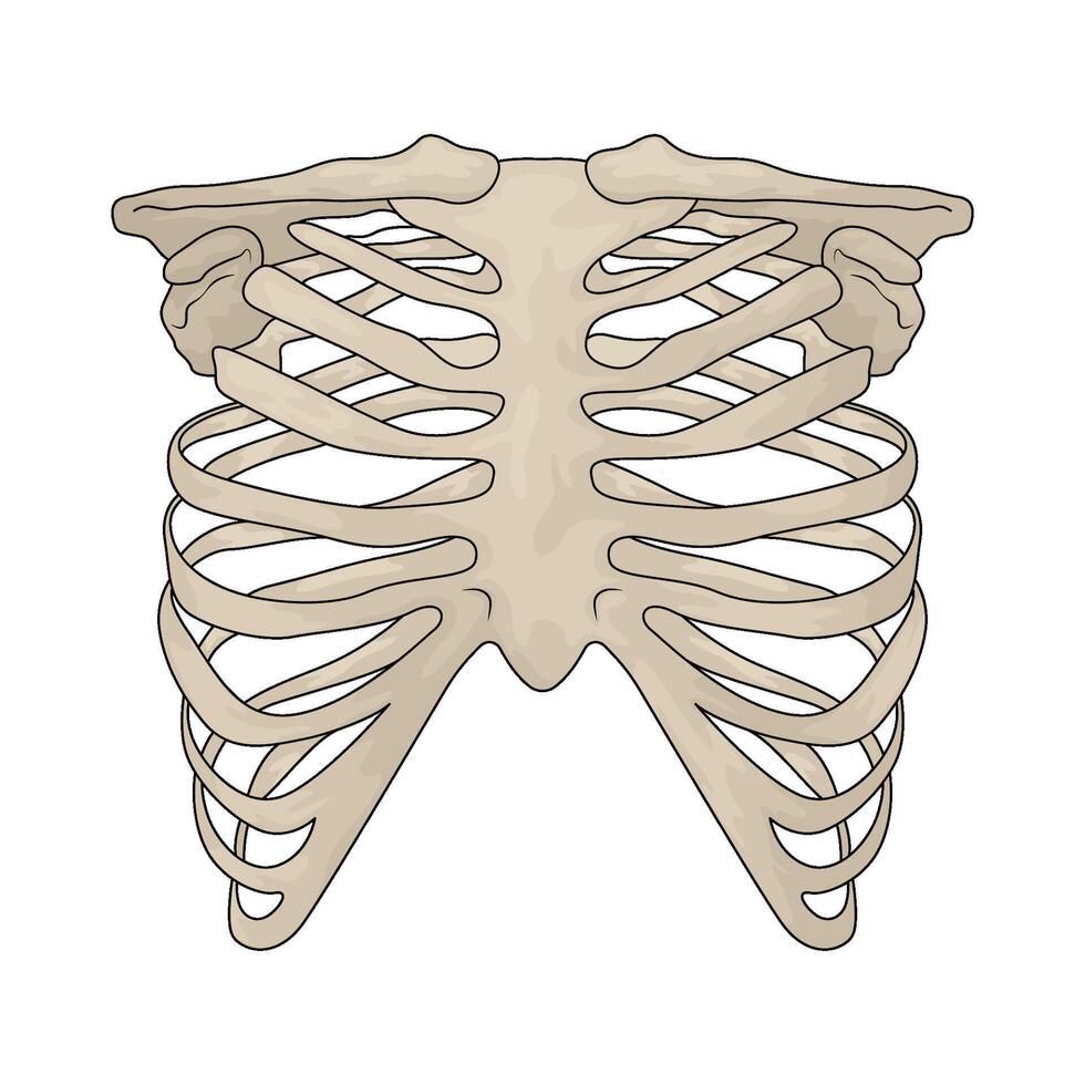 Human rib bone vector
