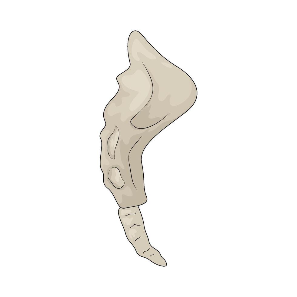 Human tailbone illustration vector