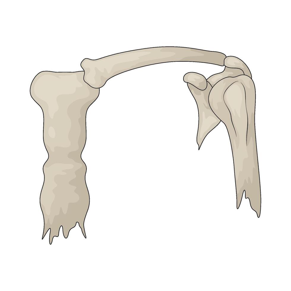 shoulder bone illustration vector