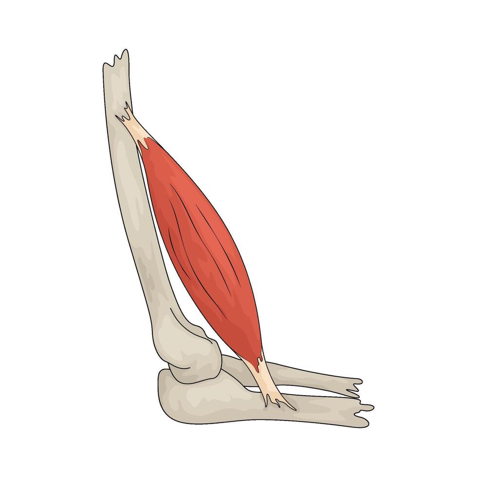 Human tendon illustration vector
