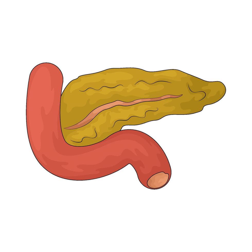 Human pancreas illustration vector