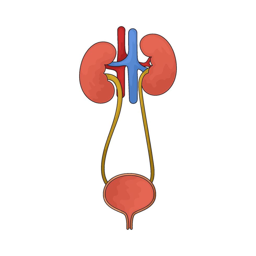 Human bladder illustration vector