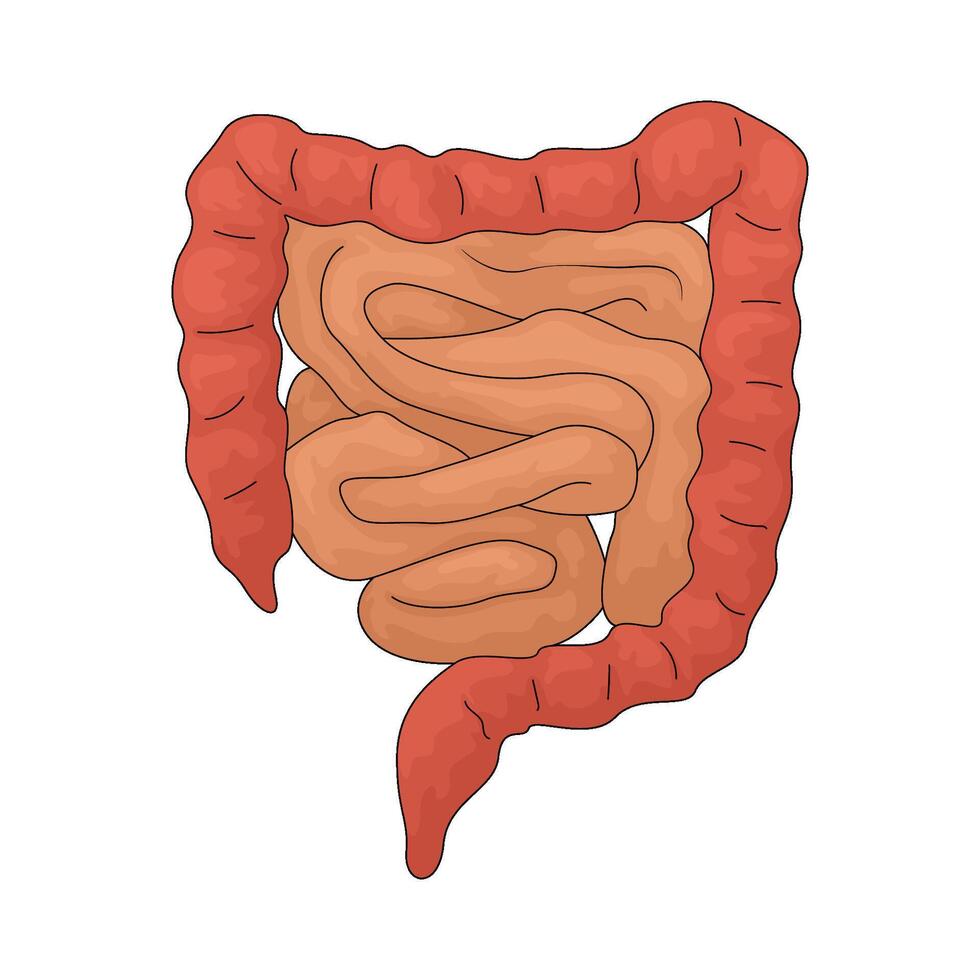 Human intestines organ vector