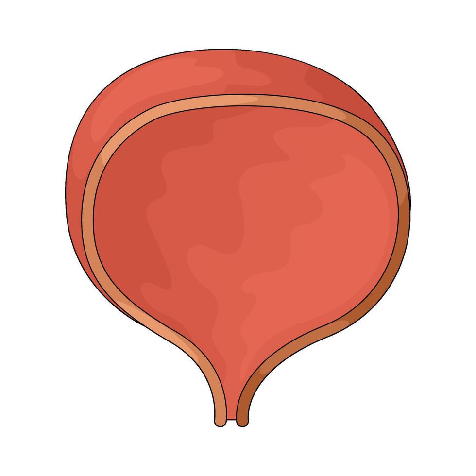 Human urinary bladder vector