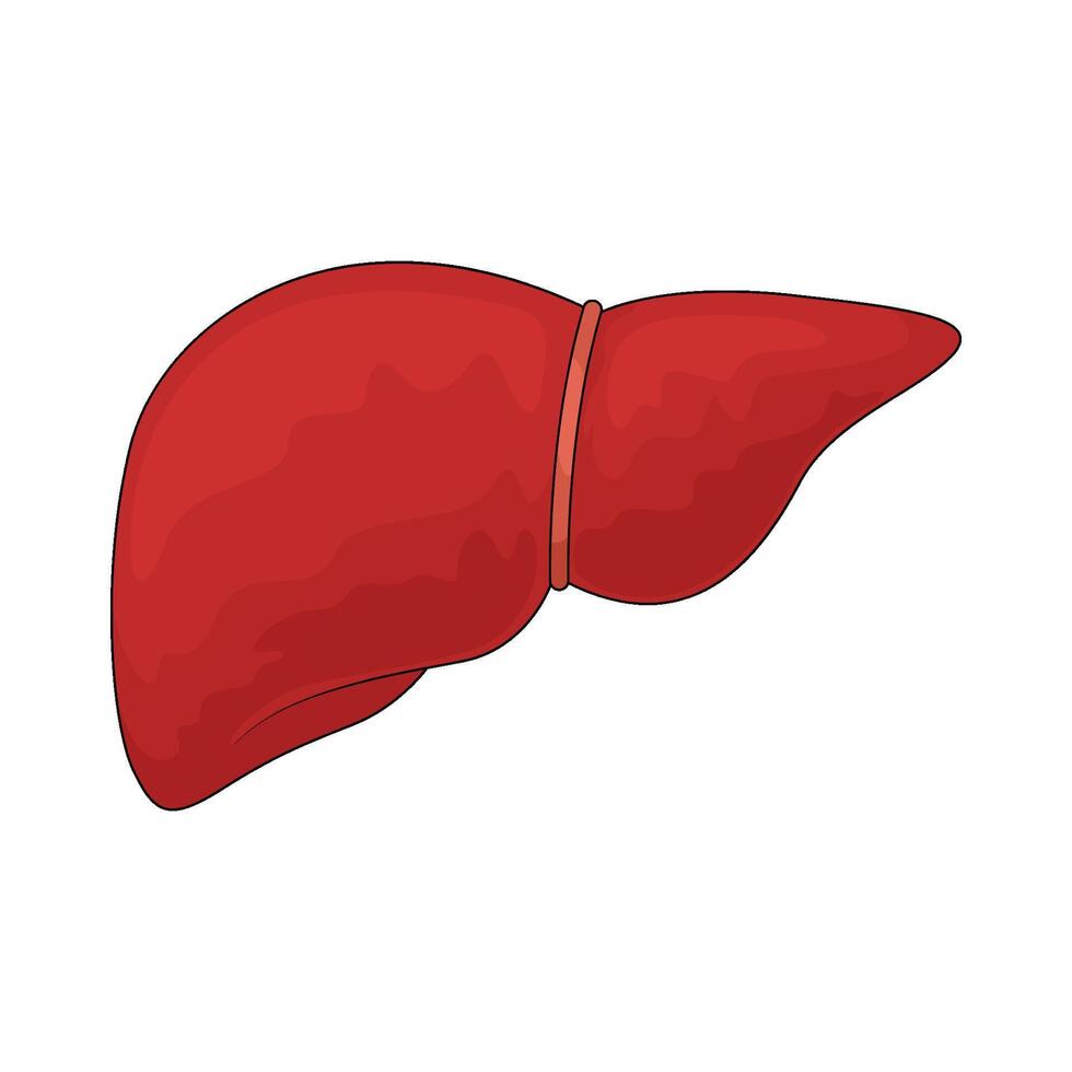 illustration of a Human liver organ vector