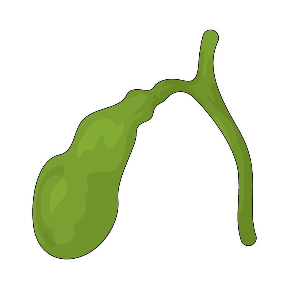 Human gall bladder vector