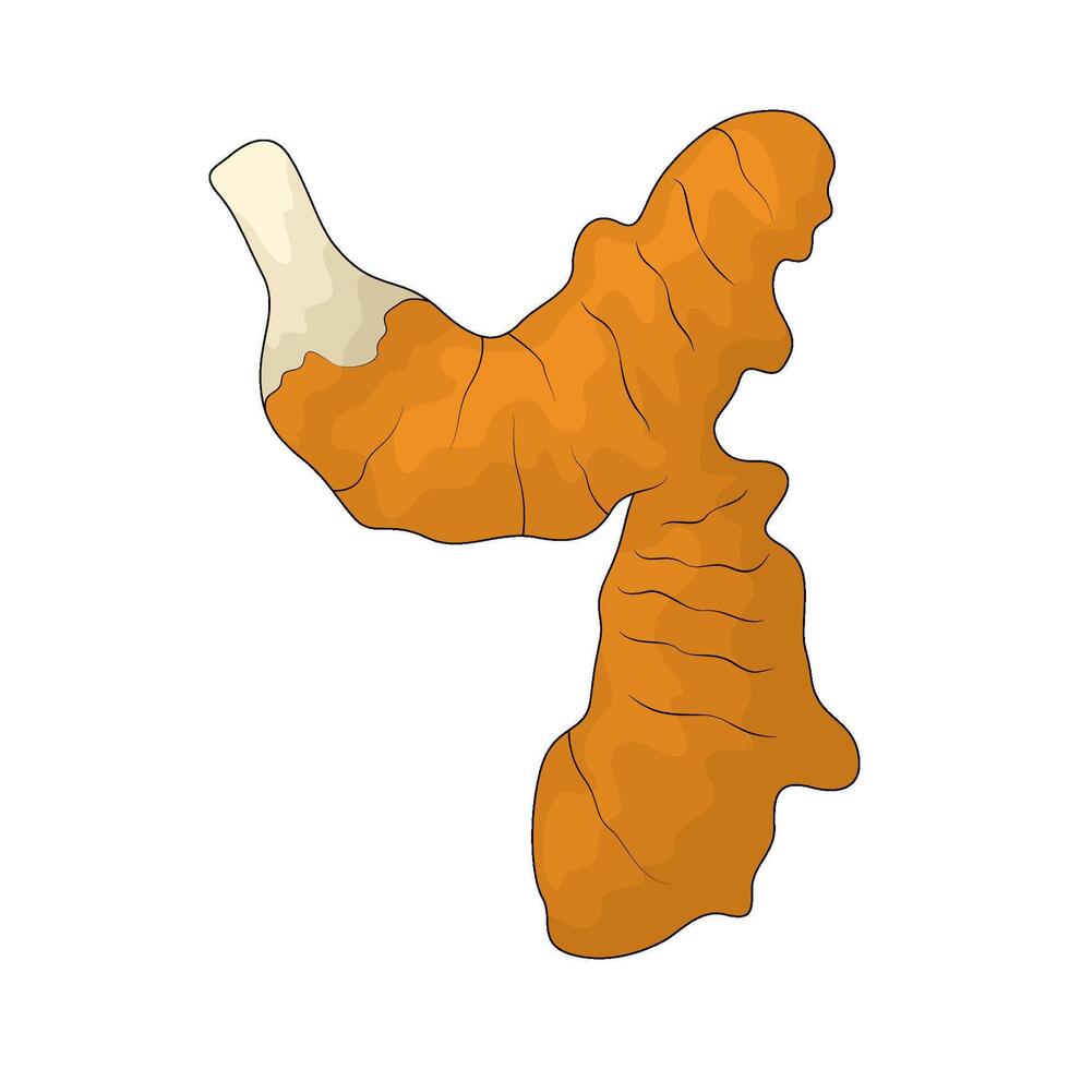 Vegetable named turmeric vector