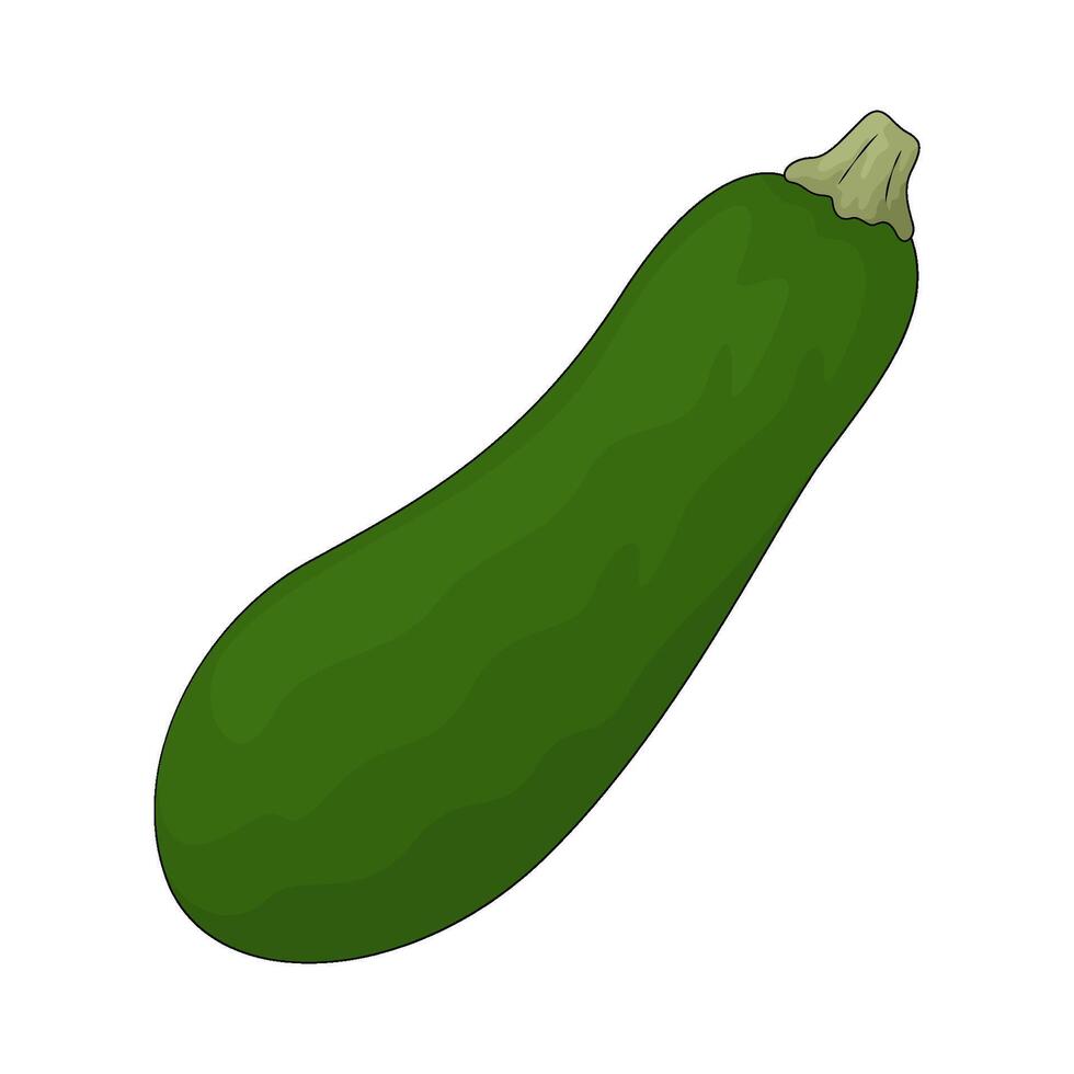Vegetable named zucchini vector