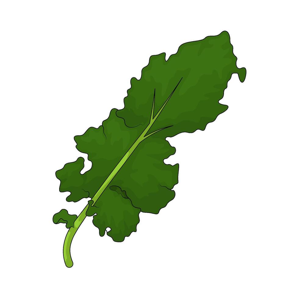 Vegetable named kale vector