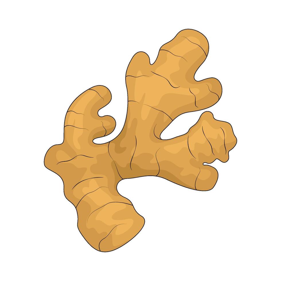 Vegetable named ginger root vector