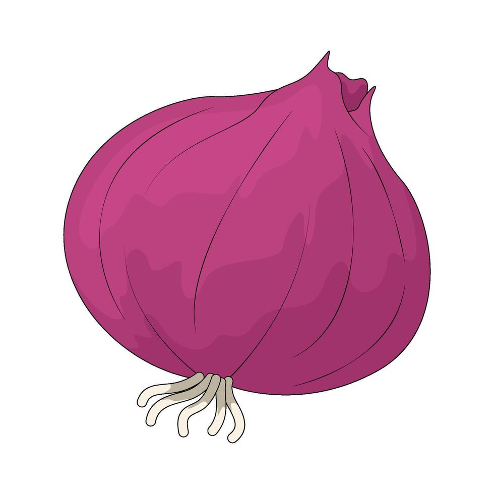Vegetable named shallot vector