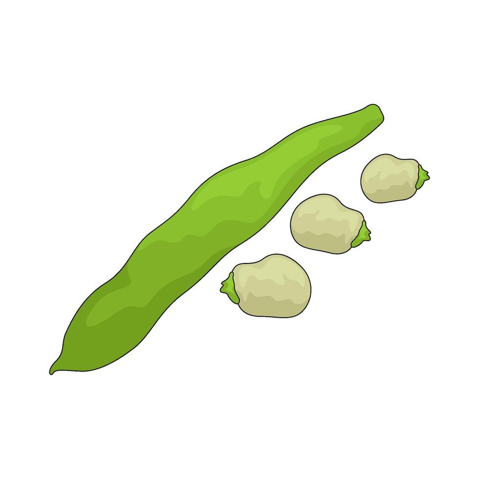 Vegetable named green bean vector