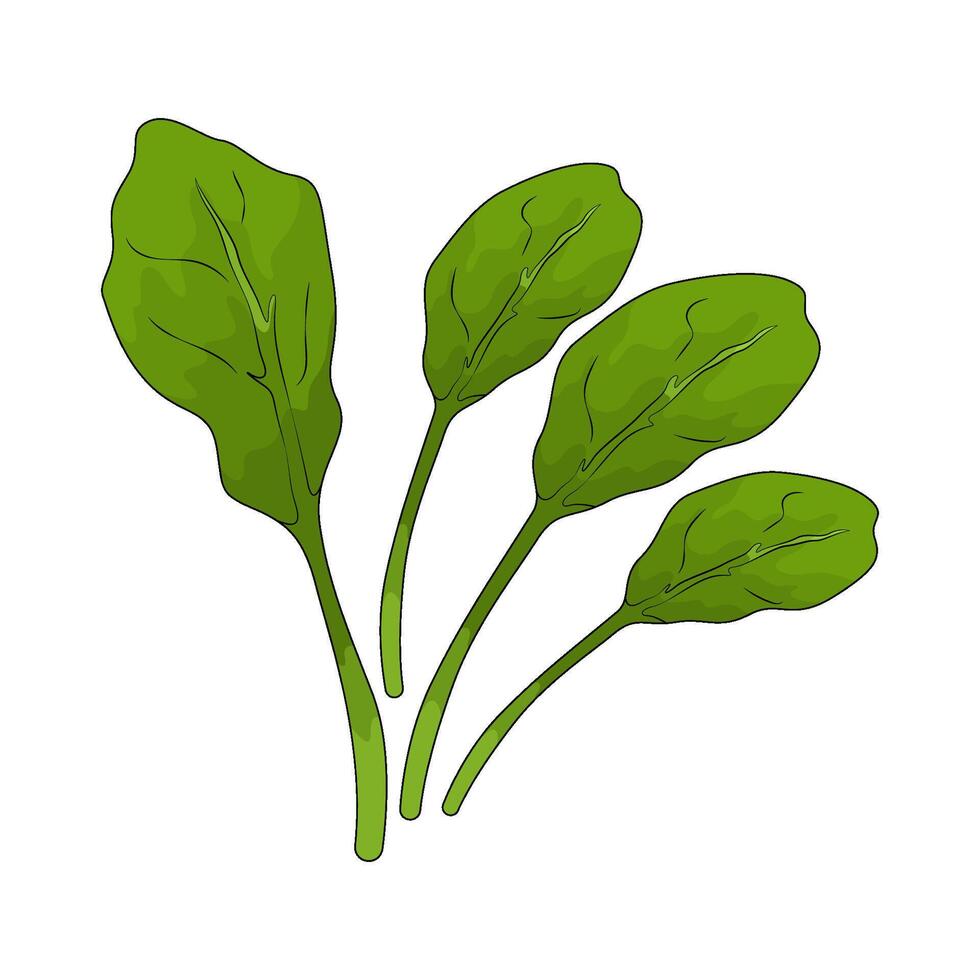 Vegetable named mustard greens vector