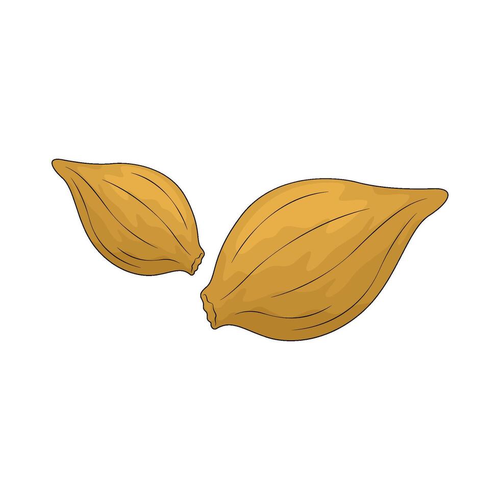 Vegetable named pumpkin seed vector