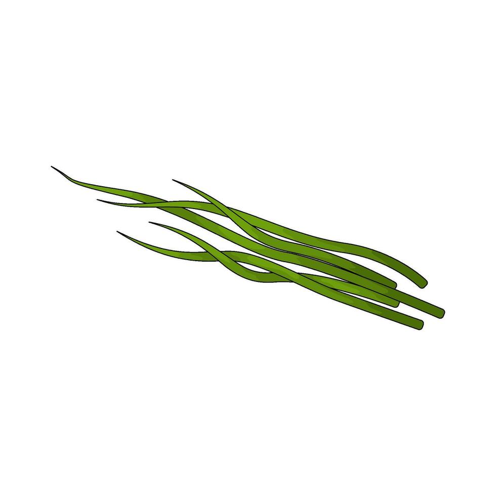 Vegetable named chives vector