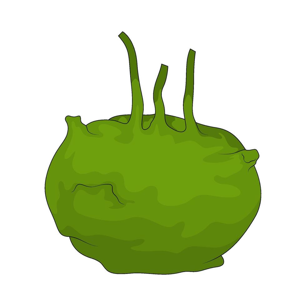 Vegetable named kohlrabi vector