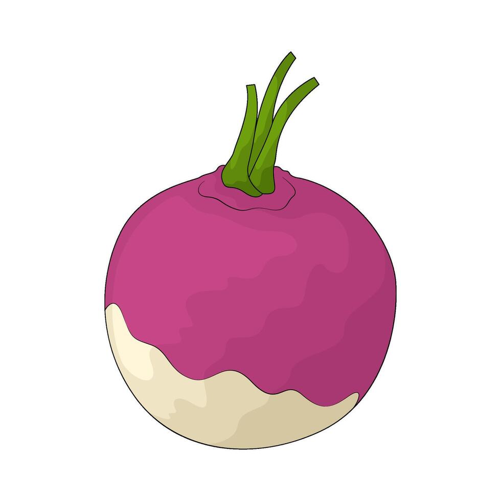 vegetable named turnip vector