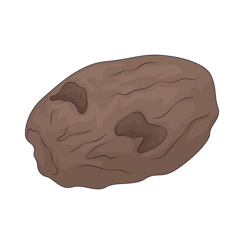 Vegetable named jerusalem artichoke vector