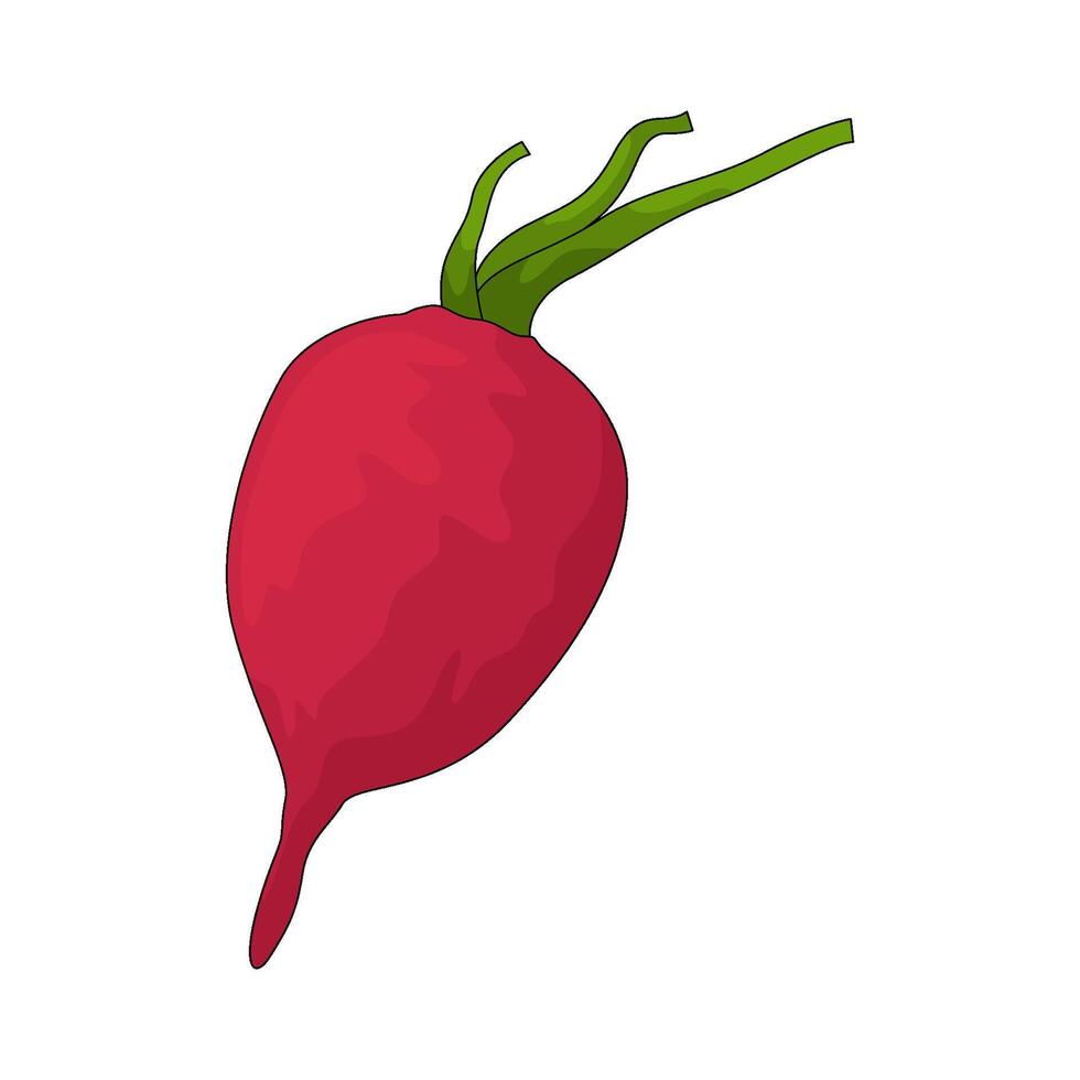 vegetable named radish vector