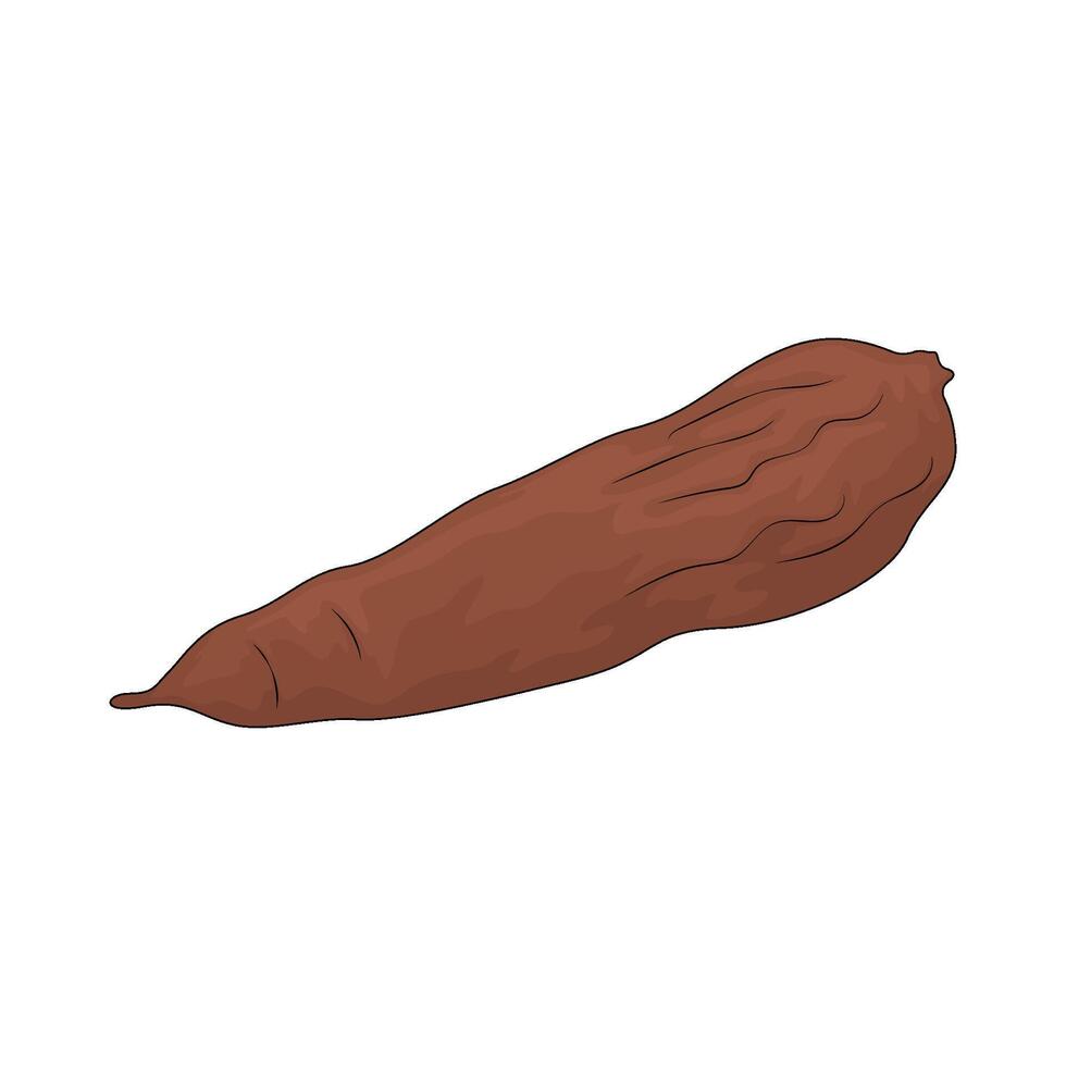 vegetable named cassava vector