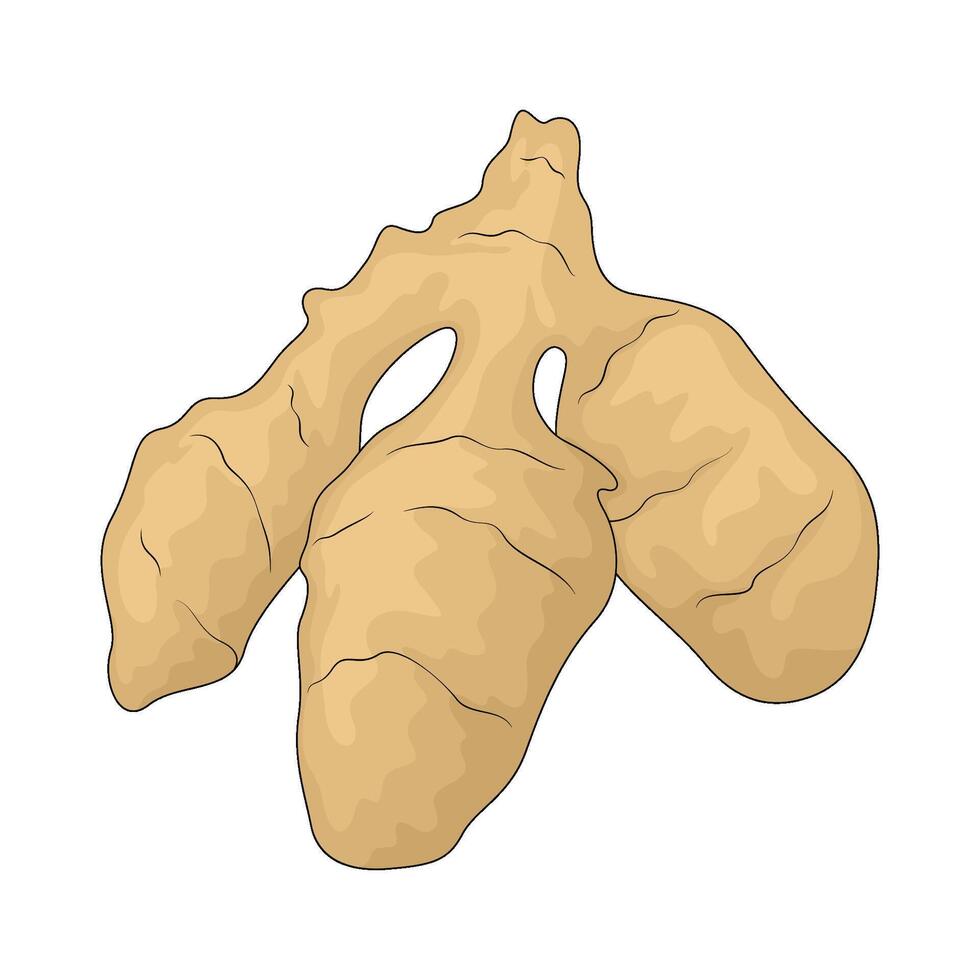 vegetable named ginger vector