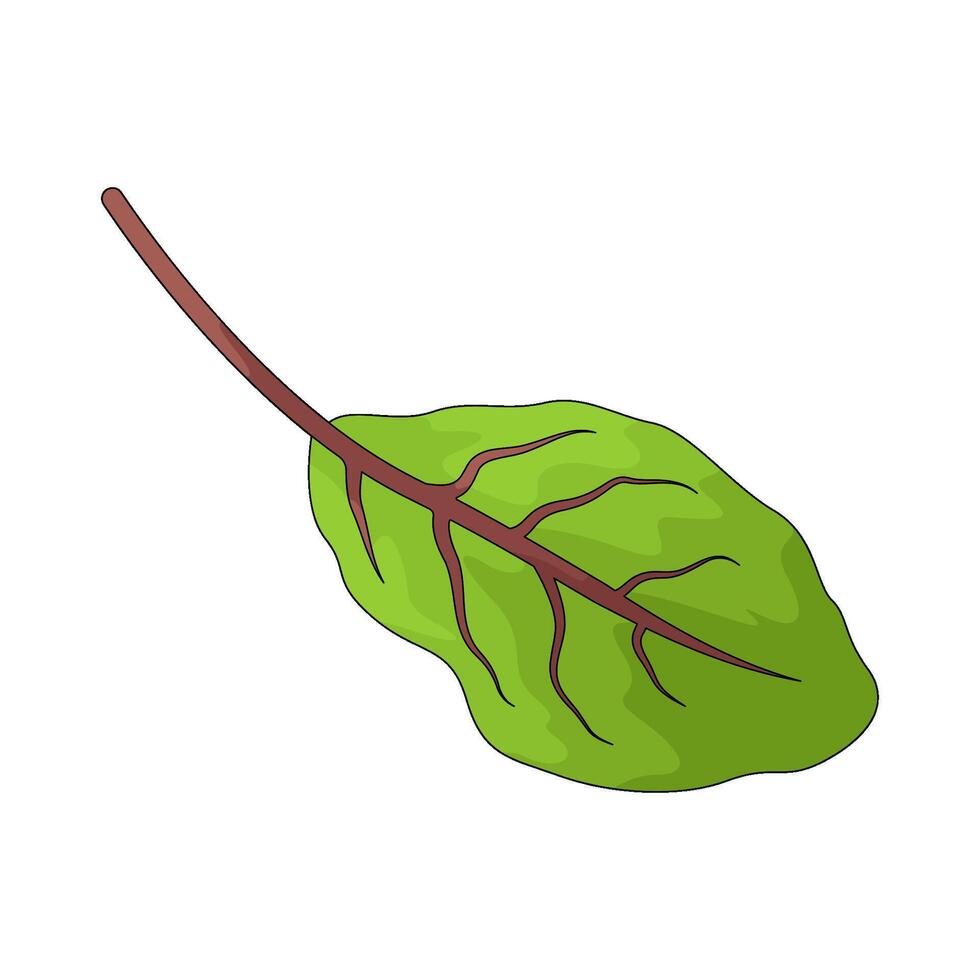illustration of a green leaf vegetables vector