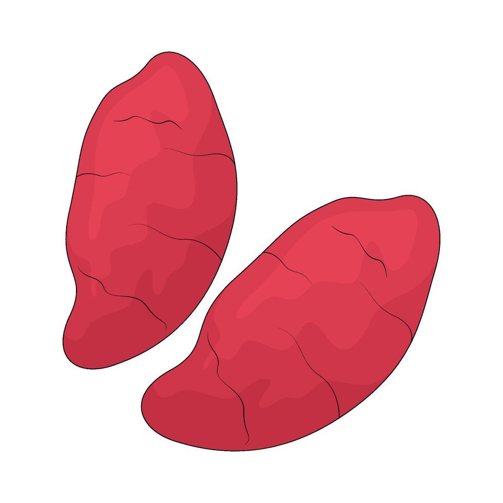 vegetable named sweet potato illustration vector
