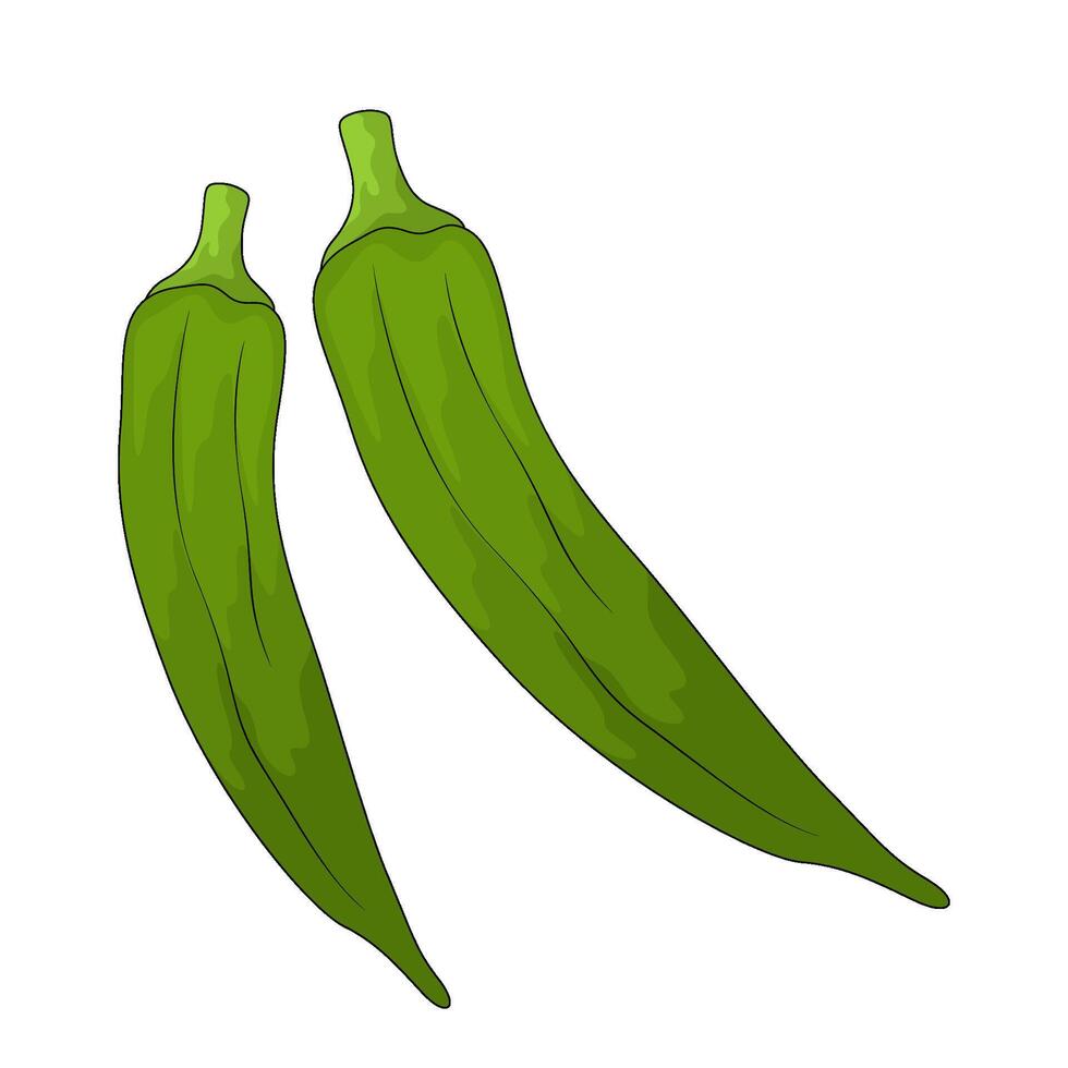 vegetable named okra vector