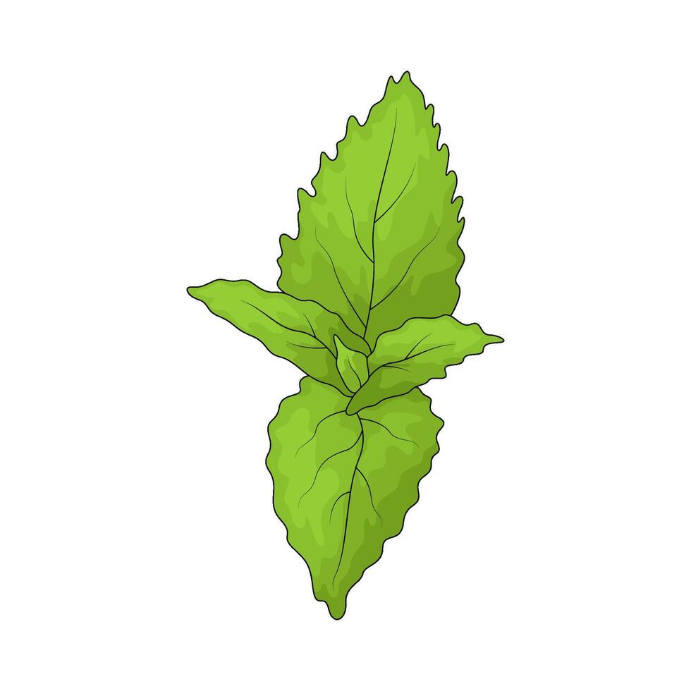 Vegetable named mint leaves vector