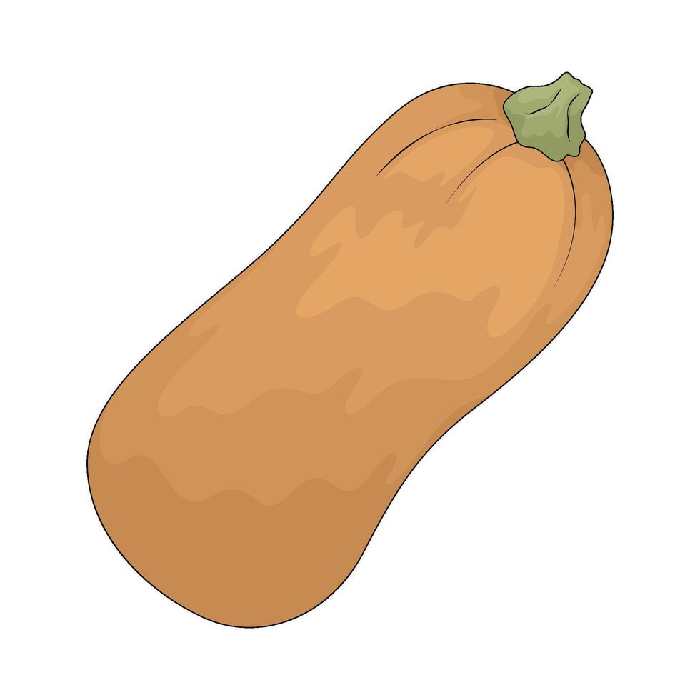 vegetable named squash vector