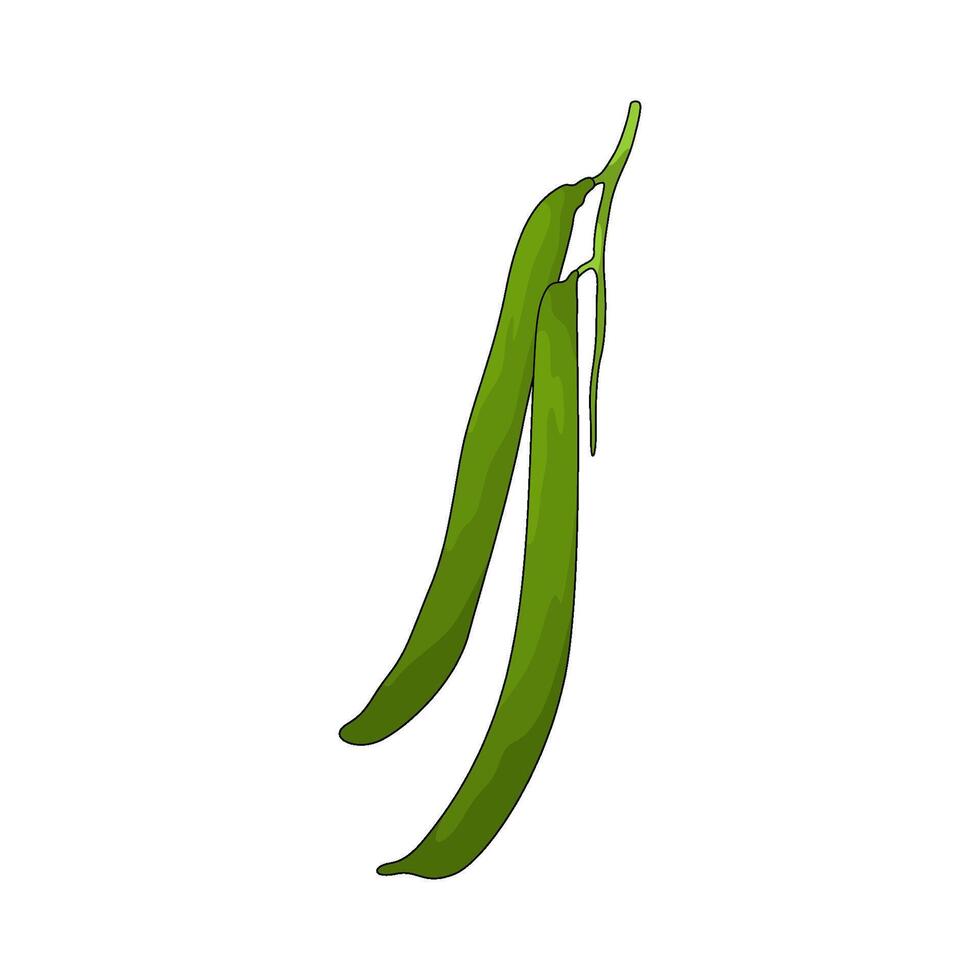 vegetable named green bean illustration vector