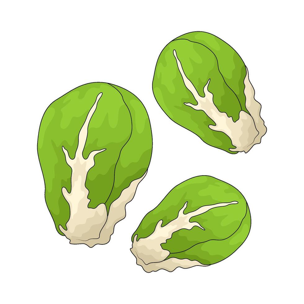 vegetable named brussels sprout vector