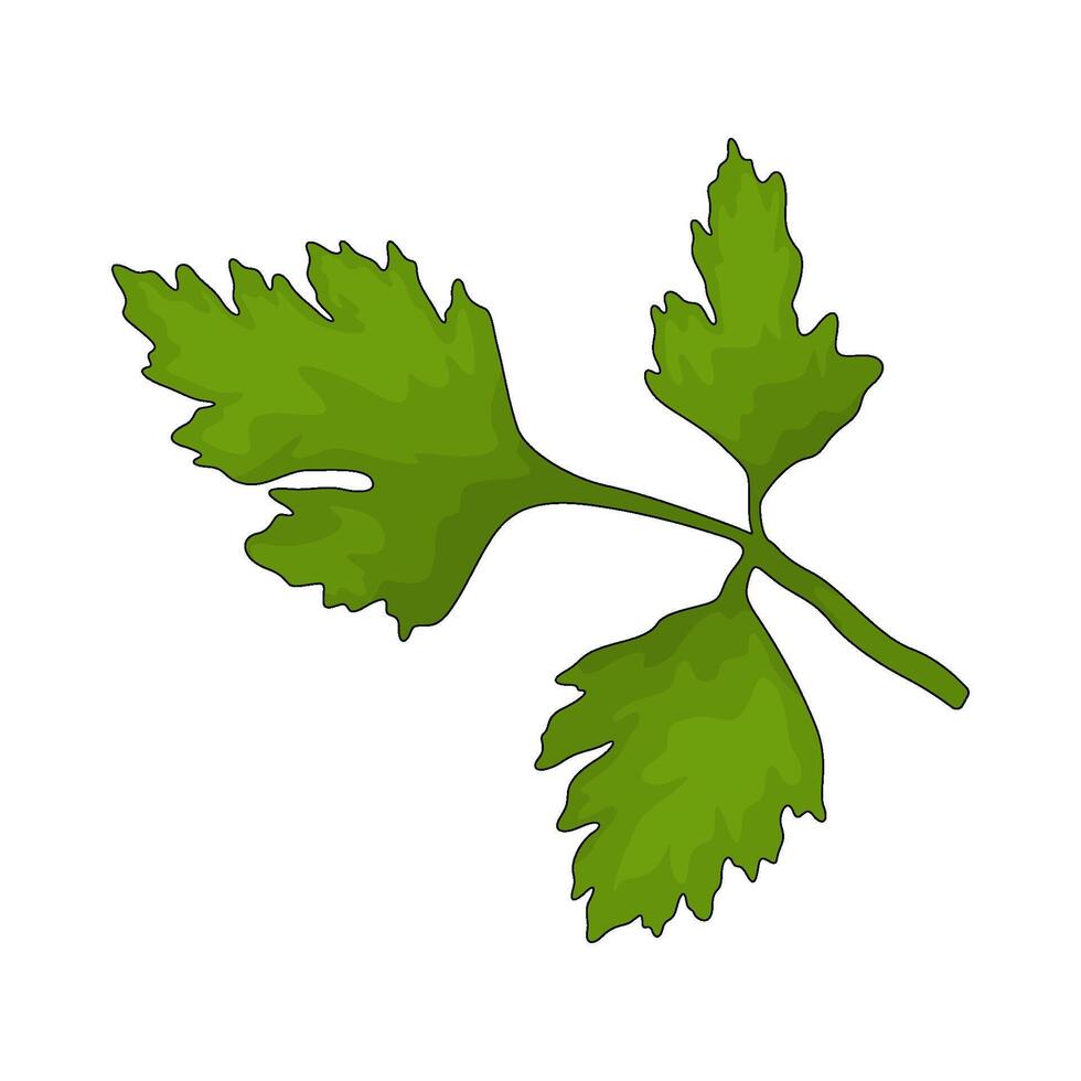 Vegetable named celery leaves vector