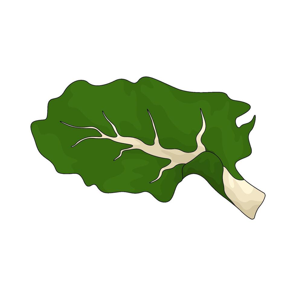 vegetable named green mustard illustration vector