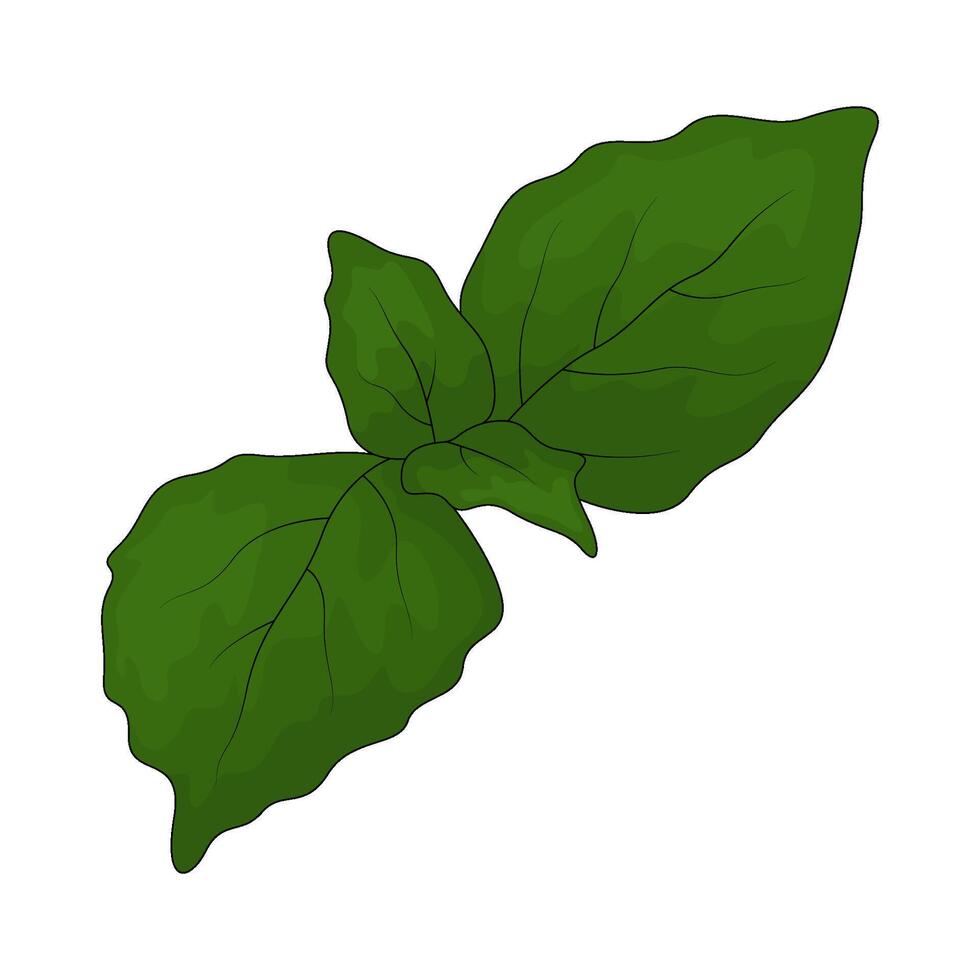 Vegetable named basil vector