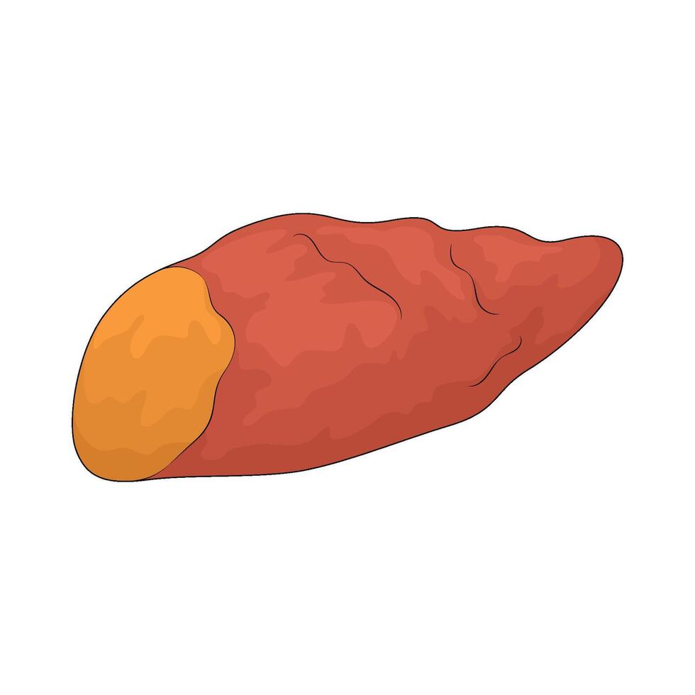 vegetable named sweet potato vector