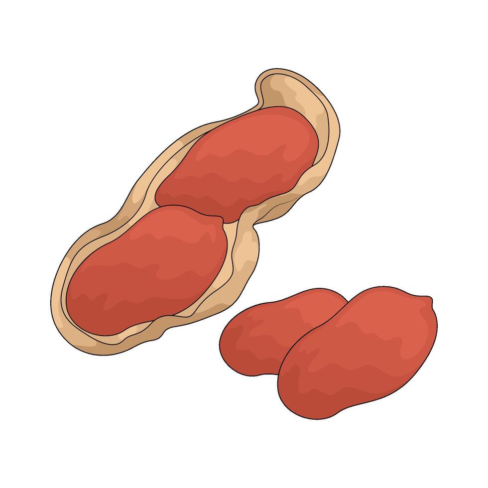 vegetable named peanut vector