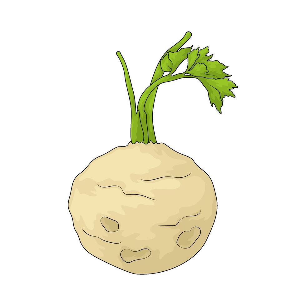 vegetable named celeriac illustration vector