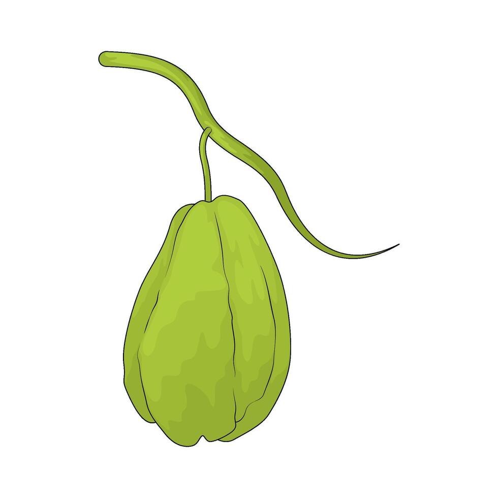 vegetable named chayote illustration vector