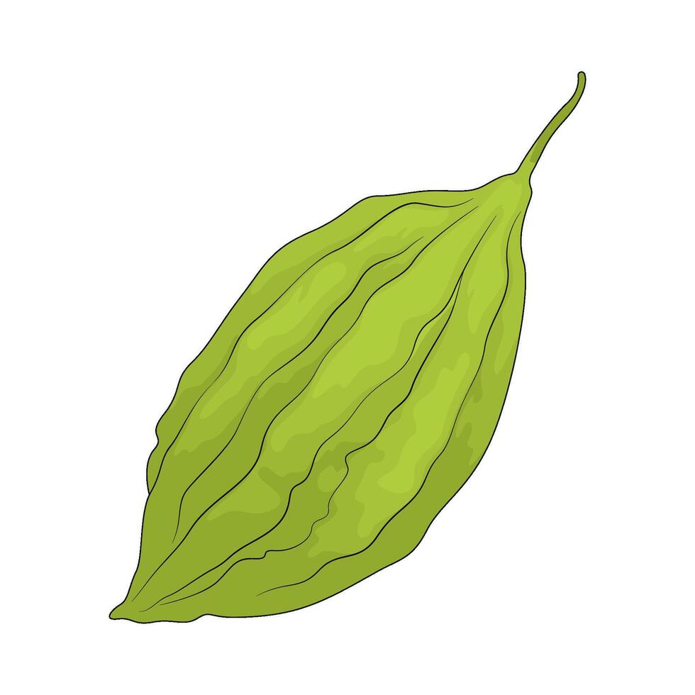 vegetable named bitter melon vector