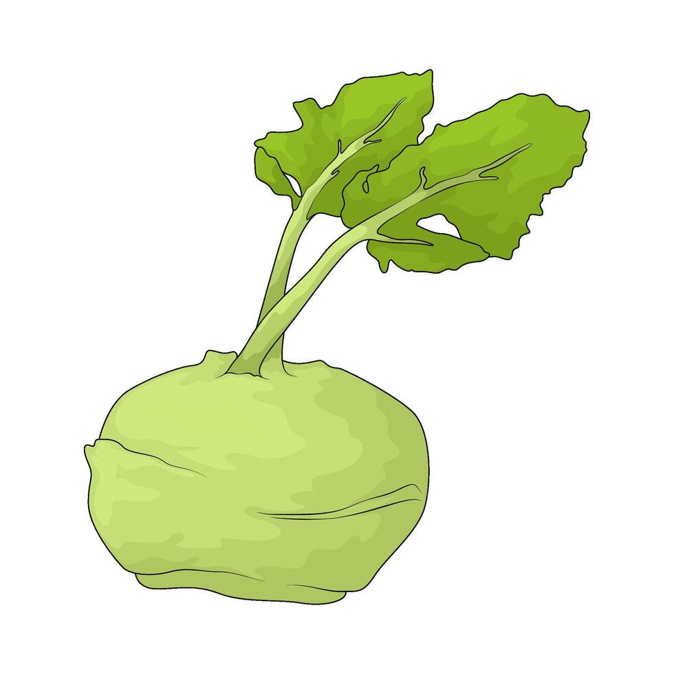 Vegetable named fennel illustration vector