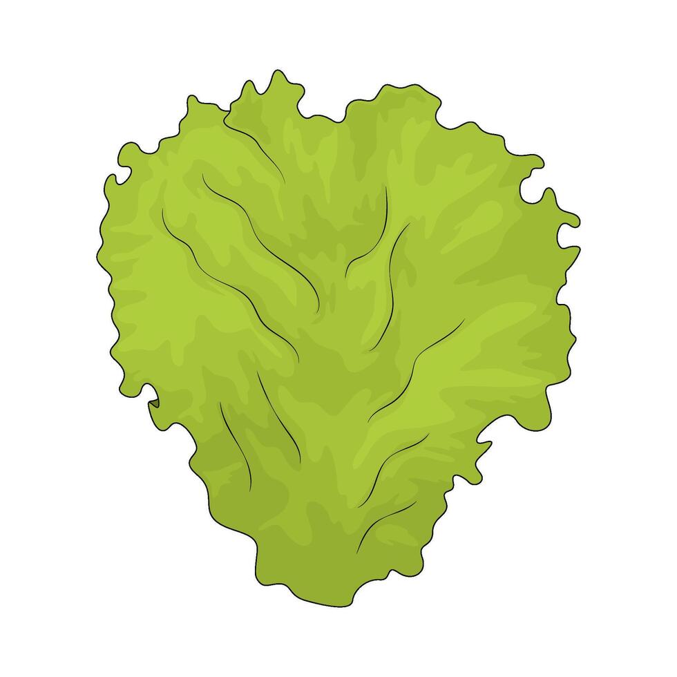 vegetable named lettuce illustration vector